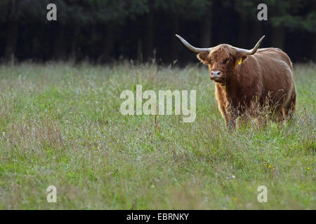 Highland scozzesi bovini (Bos primigenius f. taurus), mucca in piedi su erba, Belgio Foto Stock