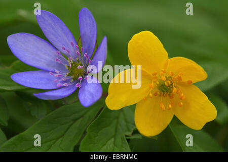 Hepatica liverleaf, American liverwort (Hepatica nobilis, Anemone hepatica), con giallo anemone, Germania Foto Stock