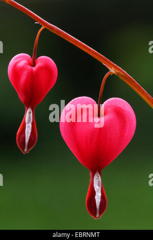 Comune di cuore di sanguinamento (Dicentra spectabilis), due fiori, in Germania, in Renania settentrionale-Vestfalia Foto Stock