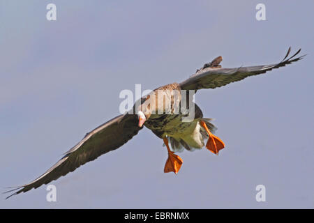 Bianco-fronteggiata goose (Anser albifrons), sbarco, in Germania, in Renania settentrionale-Vestfalia Foto Stock