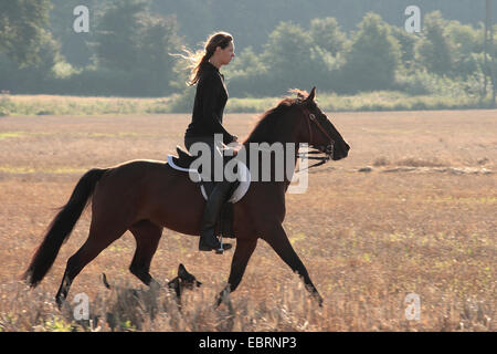 Cavalli domestici (Equus przewalskii f. caballus), donna a cavallo sulla stoppia campo, un cane che corre dal suo lato, Germania Foto Stock