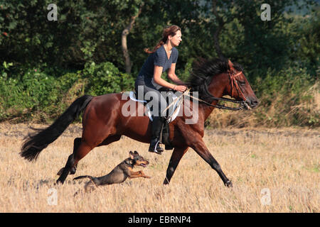 Cavalli domestici (Equus przewalskii f. caballus), donna a cavallo sulla stoppia campo, un cane che corre dal suo lato, Germania Foto Stock