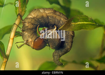 Maggiore argento beetle, grande acqua nera beetle, il coleottero acquatico, immersione beetle (Hydrophilus piceus, piceus idrata), larva feeds grande ramshorn, Germania Foto Stock