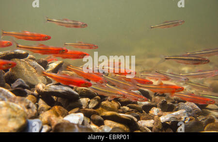 Tennessee Shiner e Warpaint shiner (Notropis leuciodus und Luxilus coccogenis ), la deposizione delle uova insieme in una scuola, USA, Tennessee, piccolo fiume Foto Stock