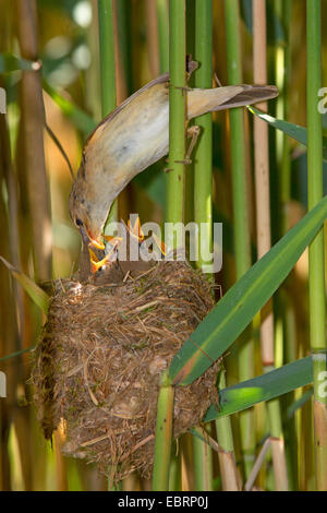 Trillo reed (Acrocephalus scirpaceus), Adulto alimenta squeakers nel nido, in Germania, in Baviera Foto Stock