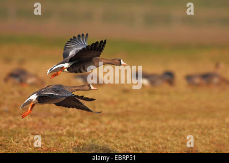 Bianco-fronteggiata goose (Anser albifrons), di due uccelli lo sbarco in prato adry, in Germania, in Renania settentrionale-Vestfalia Foto Stock