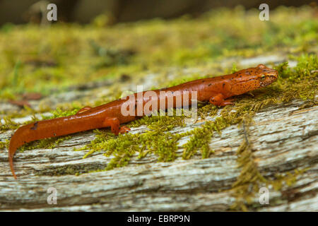Blua Ridge salamandra a molla (Gyrinophilus porphyriticus danielsi), su deadwood, USA, Tennessee, il Parco Nazionale di Great Smoky Mountains Foto Stock