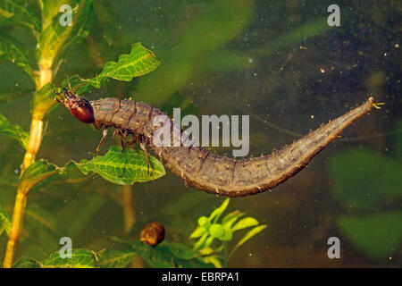 Maggiore argento beetle, grande acqua nera beetle, il coleottero acquatico, immersione beetle (Hydrophilus piceus, piceus idrata), larva nuota, Germania Foto Stock