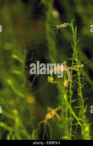 Marrone hydra europeo (cfr. Hydra vulgaris), con catturato cyclop Foto Stock