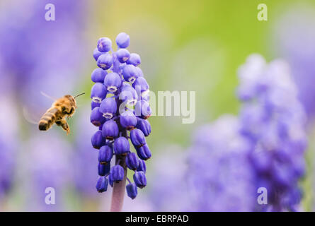 Piccolo giacinto di uva, uva comune giacinto (Muscari botryoides), con bee, GERMANIA Baden-Wuerttemberg Foto Stock
