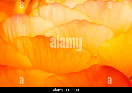 Ranuncolo persiano, Turbante Ranunculus, Turbante buttercup (Ranunculus asiaticus, Ranunculus hortensis), il dettaglio di un arancio-giallo pieno fiore, Germania Foto Stock