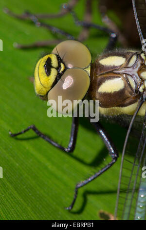 Blu-verde, darner aeshna sud, sud hawker (Aeshna cyanea), ritratto, in Germania, in Baviera Foto Stock