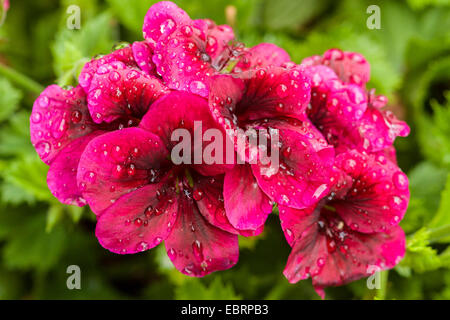 (Geranio Pelargonium spec.), fiori con gocce di pioggia, Germania Foto Stock