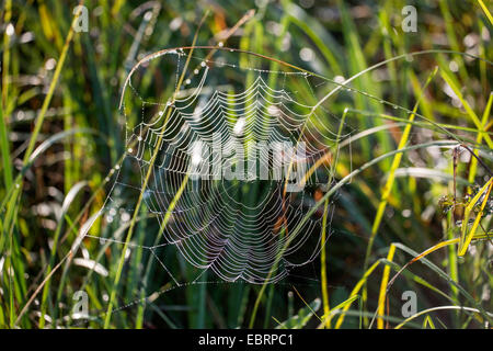 Orbweavers, orb-tessitura di ragni (ampio corposo orbweavers) (Araneidae), spider web con rugiada di mattina, in Germania, in Baviera Foto Stock