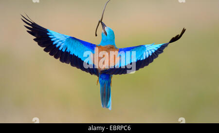 Rullo europea (Coracias garrulus), maschio in volo con colubrine snake in bolletta, Ungheria Foto Stock