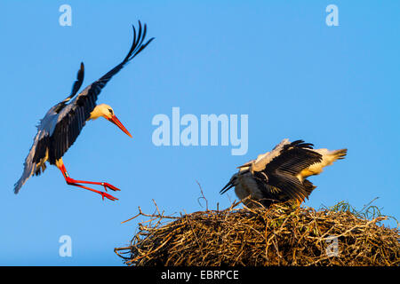 Cicogna bianca (Ciconia ciconia), presso l'atterraggio sulla sua aerie con due giovani, Svizzera, Sankt Gallen Foto Stock