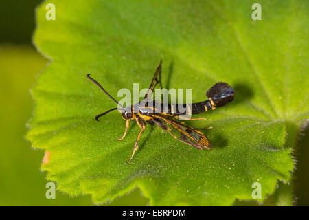 Ribes falena clearwing, ribes borer (Synanthedon tipuliformis, Aegeria tipuliformis), seduta su una foglia, in Germania, in Baviera Foto Stock