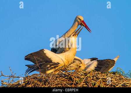 Cicogna bianca (Ciconia ciconia), alimentazione dei due giovani cicogne sull'aerie, Svizzera, Sankt Gallen Foto Stock