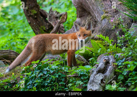 Red Fox (Vulpes vulpes vulpes), capretti fox andando deerstalking , svizzera, Sankt Gallen Foto Stock