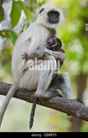 Pianure meridionali langur grigio, grigio langur monkey (Semnopithecus dussumieri), seduto su un ramo con cullano un neonato , India, Parco Nazionale di Kanha Foto Stock