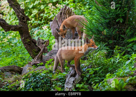 Red Fox (Vulpes vulpes vulpes), due capretti volpi andando deerstalking nelle prime ore del mattino, Svizzera, Sankt Gallen Foto Stock