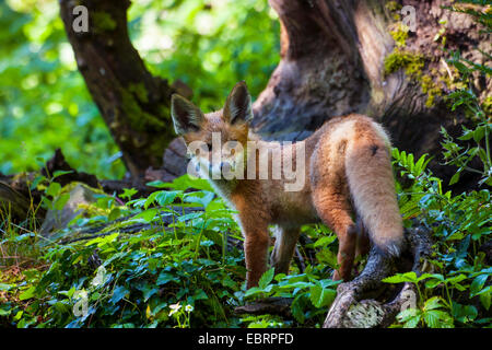 Red Fox (Vulpes vulpes vulpes), capretti fox andando deerstalking nelle prime ore del mattino, Svizzera, Sankt Gallen Foto Stock