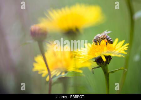 Il miele delle api, hive bee (Apis mellifera mellifera), raccoglie il polline, Germania, Hesse Foto Stock