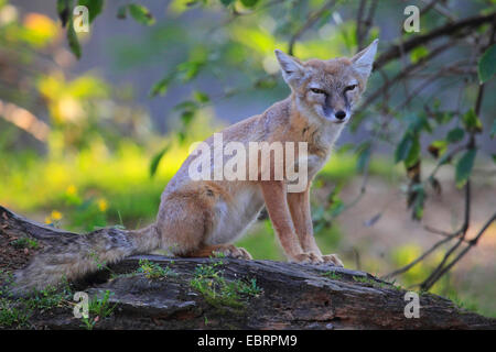 Corsac volpe (Vulpes vulpes corsac), seduto su un albero morto tronco Foto Stock