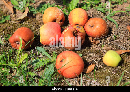 Apple (malus domestica), windfalls sul terreno, Germania Foto Stock