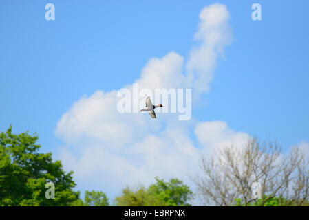 Pochard comune (Aythya ferina, Anas ferina), Drake in volo, in Germania, in Baviera Foto Stock