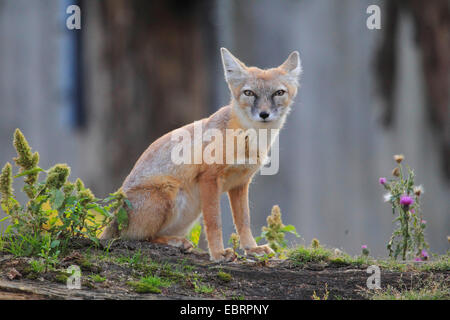 Corsac volpe (Vulpes vulpes corsac), seduto su un albero morto tronco Foto Stock