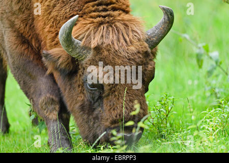 Il bisonte europeo, wisent (Bison bonasus), il pascolo in un prato, ritratto, Germania, Hesse Foto Stock