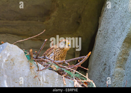 Unione gheppio, Eurasian gheppio, Vecchio Mondo gheppio, comune gheppio (Falco tinnunculus), sulla sua aerie in una roccia arenaria shelter, Svizzera, Sankt Gallen Foto Stock