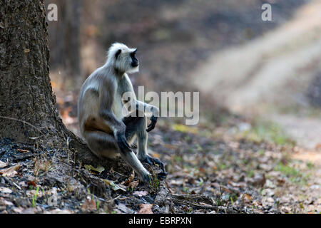 Pianure meridionali langur grigio, grigio langur monkey (Semnopithecus dussumieri), seduto su di una radice, India, Parco Nazionale di Kanha Foto Stock