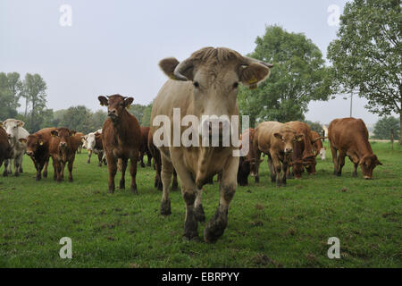 Gli animali domestici della specie bovina (Bos primigenius f. taurus), cattles Charolais e Limousin cattles insieme su un pascolo, Nordrhein Westfalen, la zona della Ruhr, Herne Foto Stock