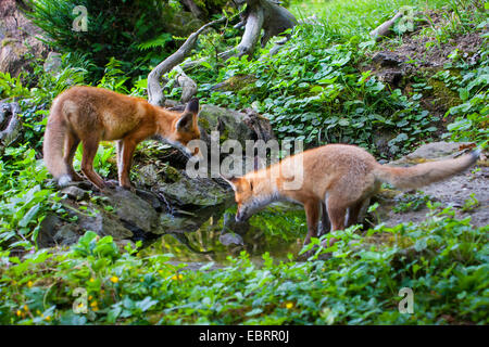 Red Fox (Vulpes vulpes vulpes), due capretti volpi andando deerstalking nelle prime ore del mattino in una foresta pond, Svizzera, Sankt Gallen Foto Stock