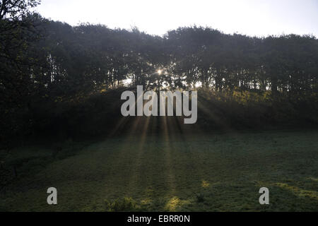 Raggi di sole del mattino lo scoppio attraverso una foresta, in Germania, in Renania settentrionale-Vestfalia, la zona della Ruhr, Castrop-Rauxel Foto Stock