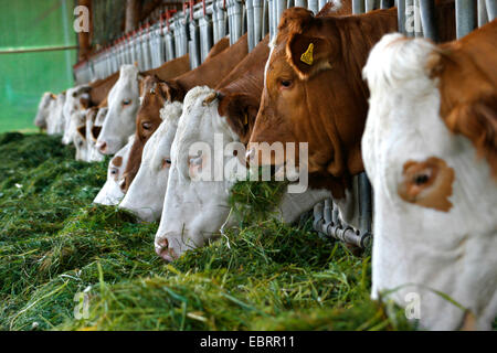 Gli animali domestici della specie bovina (Bos primigenius f. taurus), vacche alimentazione su erba, Austria Foto Stock