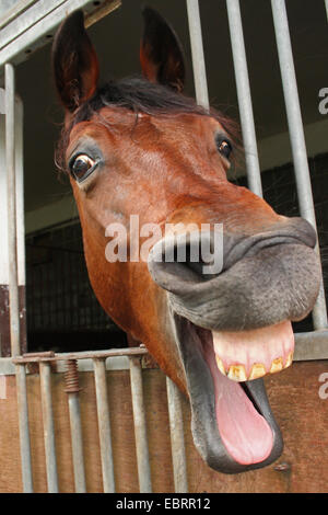 Cavalli domestici (Equus przewalskii f. caballus), guardando fuori del van per cavalli e neighing Foto Stock