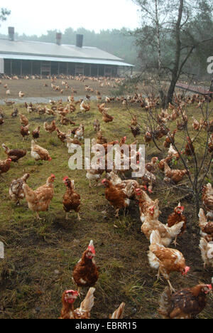 Galli e galline (Gallus gallus f. domestica), intervallo libero in una fattoria di pollo, Germania, Foto Stock