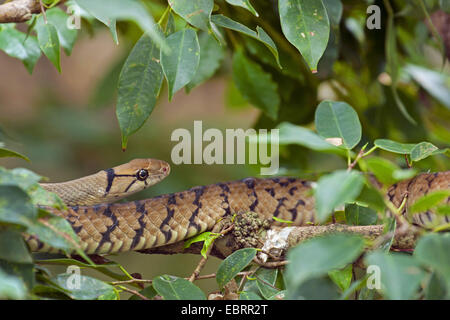 Irradiata Ratsnake (Coelognathus radiatus), su un ramoscello, Thailandia Chiang Mai Foto Stock