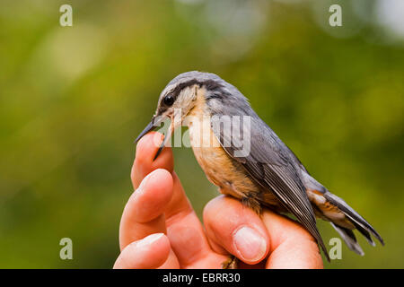 Eurasian picchio muratore (Sitta europaea), picchio muratore catturati per la fasciatura di tenere in mano di un ornitologo morsi in un dito, Germania, Hesse Foto Stock