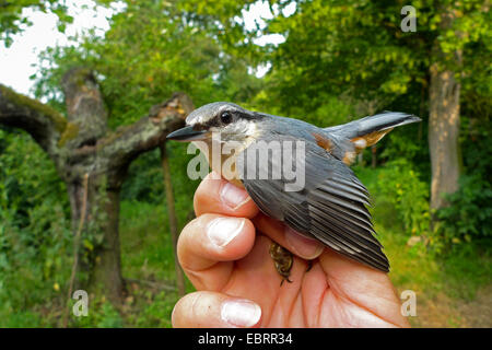 Eurasian picchio muratore (Sitta europaea), picchio muratore catturati per la fasciatura di tenere in mano di un ornitologo, Germania, Hesse Foto Stock