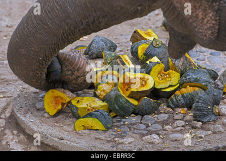 Elefante asiatico, elefante Asiatico (Elephas maximus), si nutrono di zucca, Thailandia, Elephant Nature Park, Chiang Mai Foto Stock