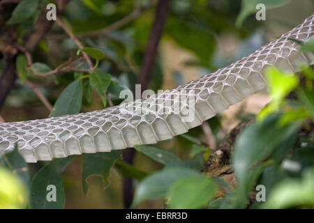 A becco giallo biacco, Indocinesi biacco (Ptyas korros), sparso pelle di serpente, Thailandia Chiang Mai Foto Stock