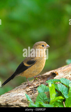 , Bullfinch ciuffolotto, bullfinch settentrionale (Pyrrhula pyrrhula), giovani donne su un fragile post in legno, in Germania, in Renania settentrionale-Vestfalia Foto Stock