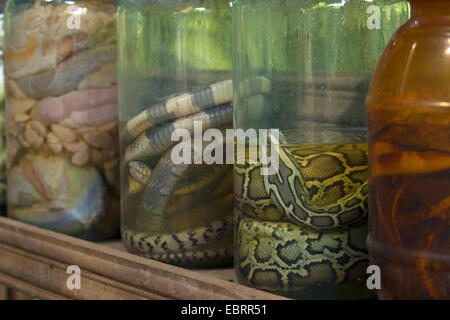 Birmano (Python Python bivittatus, Python molurus bivittatus), serpenti conservati in soluzione di formaldeide, Thailandia, Mae Sa fattoria di serpenti, Chiang Mai Foto Stock