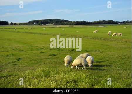 Pecore Texel (Ovis ammon f. aries), pascolando il gregge di pecore, Paesi Bassi, Texel Foto Stock