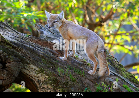 Corsac volpe (Vulpes vulpes corsac), stando in piedi sui morti tronco di albero Foto Stock