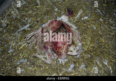 La Turchia comune (Meleagris gallopavo), devastato hen avente morì durante l'ingrasso in una stabile su una fattoria in fabbrica, , Foto Stock